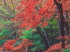 -关门山森林公园