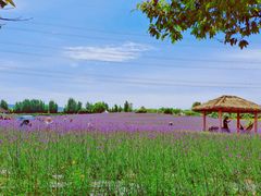 -紫颐香薰山谷景区