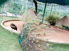 -广东茂名森林公园