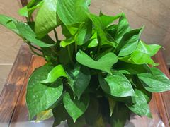 -九龙大酒店·金牌楚菜(武泰闸店)