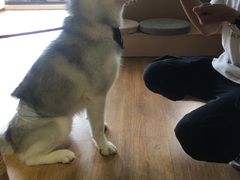 -Husky Go! 哈士奇体验馆·宠物咖啡厅狗咖