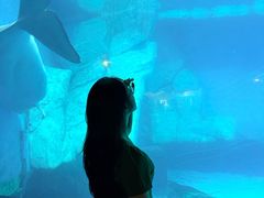 -海合安武汉极地海洋公园