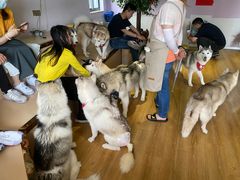 -Husky Go! 哈士奇体验馆·宠物咖啡厅狗咖
