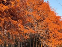 -上海海湾国家森林公园