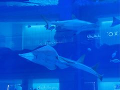 -迪拜水族馆及水下动物园