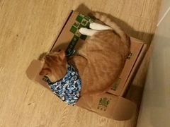 -瑞派宠物医院(锦江店)