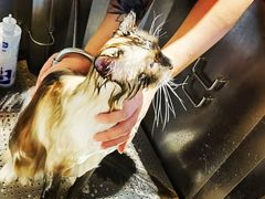 -PETKIT小佩宠物·低压洗护(国顺东路店)