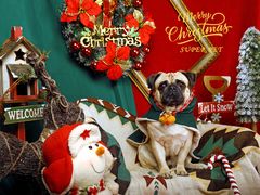 -超宠爱宠物摄影-Super pet