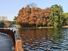 -荔湾湖公园