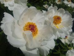 -洛阳市隋唐城遗址植物园