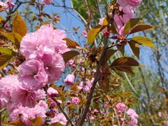 -长白岛森林公园