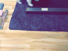 -翊宠yipet猫狗购宠庄园犬舍•猫舍