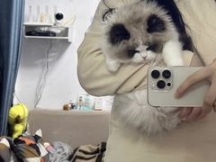 -猫十亿·布偶金渐层·曼基康矮脚猫舍(青年路店)