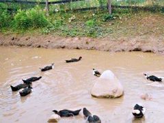 -前小桔亲子创意农场·草莓采摘·露营烧烤