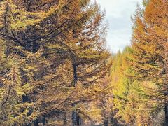 -苏木山森林公园