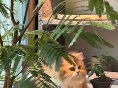 -自由生长植物工作室(深港花卉中心店)