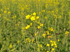 -中国天府农业博览园