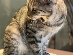 -猫儿山۰猫主题餐厅