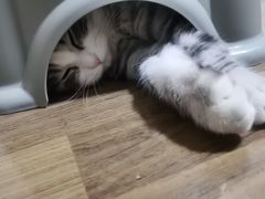 -瑞派福兴宠物医院犬猫全科·骨科·中西医结合(河东店)