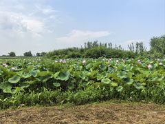 -洪湖生态旅游区