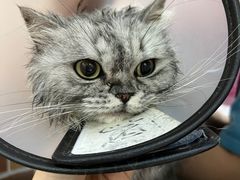 -安安宠医宠物医院·异宠·犬猫内科(岳阳分院)