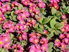 -重庆市江北嘴中央商务区中央公园