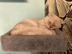 -猫小院猫主题餐厅(三里屯店)