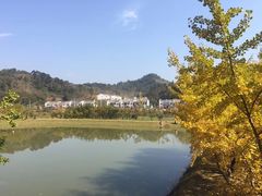 -千年银杏谷文化旅游区