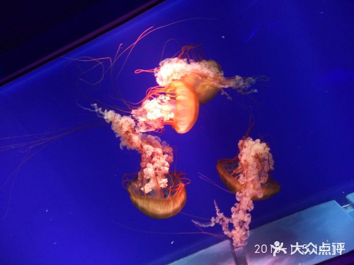萌宠奇缘图片