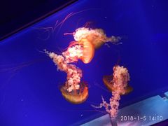 -萌宠奇缘