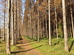 -黄海国家森林公园