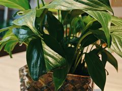 -宋益驴蹄子面肉夹馍(辛家庙店)