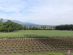 -富田农场