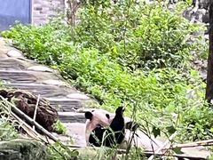 -都江堰中华大熊猫苑