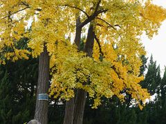 -苏州文庙(姑苏区)