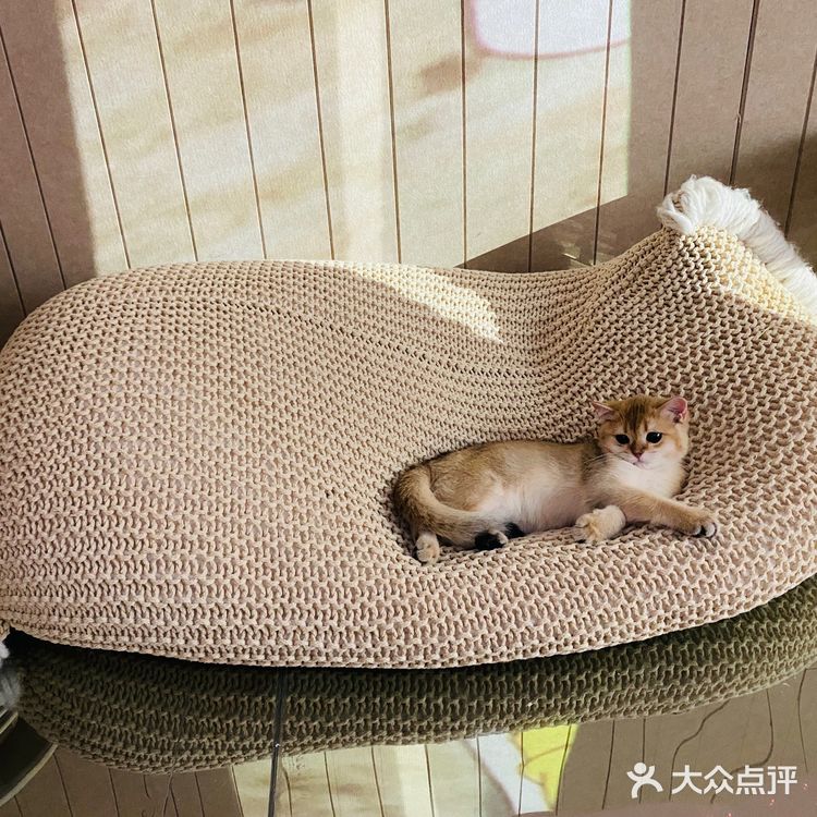 魔都必火擼貓館[加油]