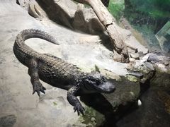 -上海大自然野生昆虫馆