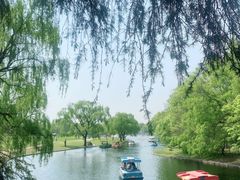 -上海共青森林公园