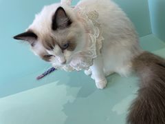 -怪兽屋·羊驼·猫咖·狗咖(俊华广场店)