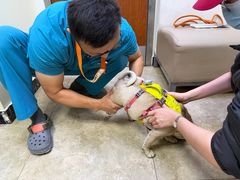 -美联众合动物医院·24h转诊中心