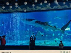 -烟台海昌鲸鲨海洋公园