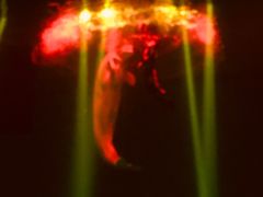 -芜湖新华联大白鲸海洋公园