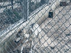 -合肥野生动物园