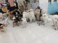-汪说·狗咖·拼豆·宠物周边DIY(旺城大厦店)