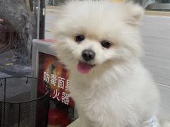 -芭比堂动物医院广州顽皮分院