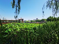 -莲花池公园