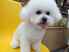 -帕帕拉兹宠物(亚洲旗舰店)