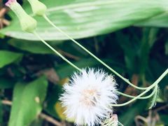 -广西壮族自治区药用植物园