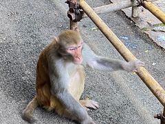 -黔灵山公园