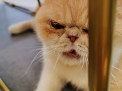 -飞行喵MR PILOT|猫舍·猫咖(静安大融城店)